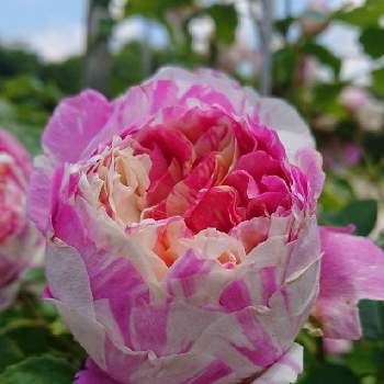 バラが好きの画像 by ストケシアさん | お出かけ先とバラとエドゥアールマネとピンクの花とバラが好きとばら バラ 薔薇とピンクワールドへ ようこそと毎日ローズショー