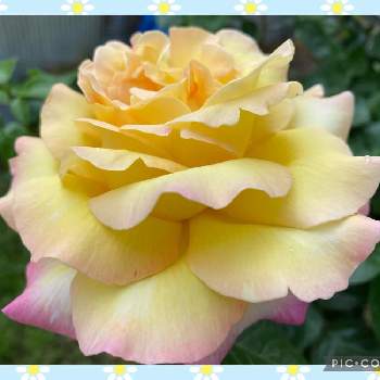 優しい色の画像 by モンゴメリーさん | 広い庭と感動！とばら バラ 薔薇と癒しとお顔がこんにちはと癒しのガーデンと緑のある暮らしと元気もらえると可愛い〜♡と小さな幸せ♡と花のある暮らしと優しい色