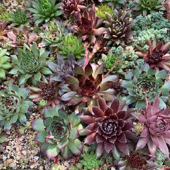 センペルビウム花壇の投稿画像一覧 Greensnap グリーンスナップ