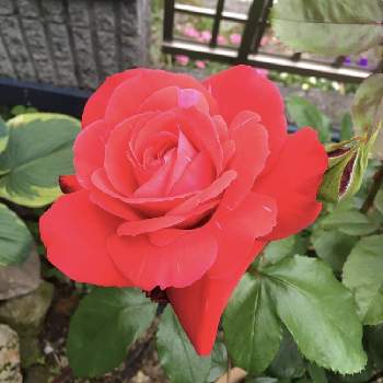 薔薇の画像 by hanさん | 小さな庭と薔薇と大輪とばら バラ 薔薇