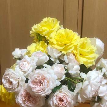 プリンセスヴェールの画像 by kumi rinさん | 小さな庭とゴールドバニーとプリンセスヴェールと二年目と庭に咲いたお花とおうち園芸