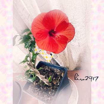 赤い花❤の画像 by hiro2917さん | 部屋とハイビスカスと花のある暮らしと花いろいろと赤い花❤とコロナに負けるな‼️