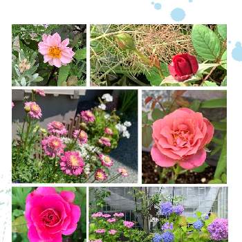バラ、薔薇、ばら,薔薇 パパメイアン,ダリア,マーガレットパープルスプラッシュ,紫陽花・シュガーホワイトの画像