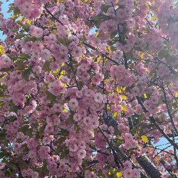 桜(さくら)リレーの画像 by charkunさん | お出かけ先と八重桜と桜 さくらとピンク色と北の大地北海道とさくら 桜 サクラと釧路八重と桜(さくら)リレーと可愛いと北海道とさくら