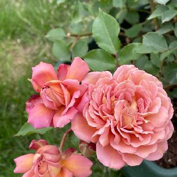 庭の花の画像 by gakkyさん | バラとバラ マロンとばら バラ 薔薇と庭の花とおうち園芸と花のある暮らしとお花好き