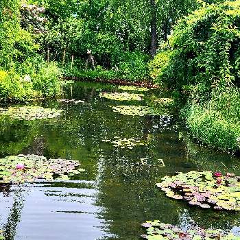 西武池袋の空中庭園の画像 by やまちゃん～旅～さん | 睡蓮と西武池袋の空中庭園と睡蓮の池