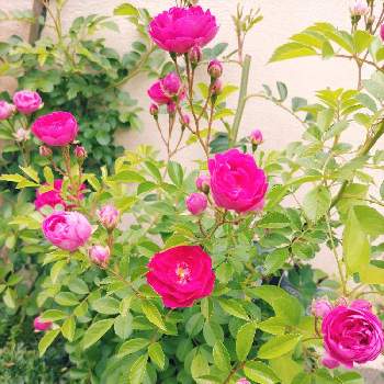 ピンクの画像 by ぐ れさん | アプローチとバラと小さな花壇とおうち園芸とピンクとガーデニング初心者とガーデニングとお花のある生活
