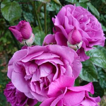 今日のバラの画像 by 山ちゃんさん | 広い庭とプラムパーフェクトと強香とおうち園芸と今日のバラと花のある暮らしと我が家のバラと地植え