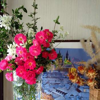 オルレア♡の画像 by のぶこさん | 小さな庭とウクライナに平和をとはくちようげとつるばら♬とオルレア♡と花のある暮らしと生け花