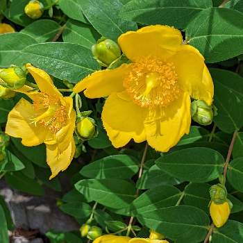 黄色い花の画像 by ヒロシさん | お出かけ先とセイヨウキンシバイ（ヒペリカム・カリシナム）と黄色い花と緑の葉