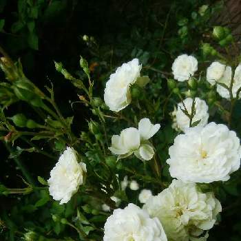 ミニバラ・グリーンアイスの画像 by SA.CHI.Yさん | 小さな庭とミニバラとミニバラ・グリーンアイスとおうち園芸とお花に癒されてと我が家の花壇と白いお花と花のある暮らしとかわいいと地植え