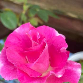 ピンクの花の画像 by あずままさん | 小さな庭とピンク ぴんく Pinkとばら バラ 薔薇とピンクの花とすてき…♡と可愛い〜♡とちっちゃいものクラブとピンクワールドへ ようこそと素敵な出会いに感謝と2022愛しのmy roseと癒し…♡とチーム新潟と繋がりに感謝✨