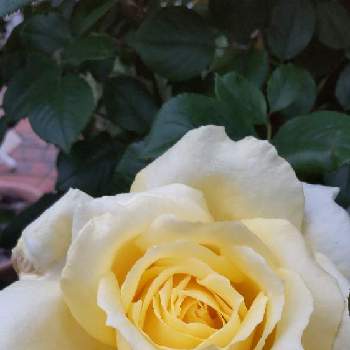 黄色い薔薇♡の画像 by Chieko☆さん | 薔薇♡と主人が遺した薔薇と大好きと綺麗と黄色い薔薇♡と私の庭