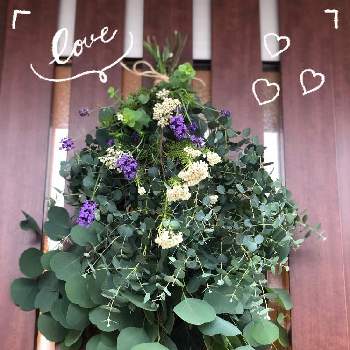 庭の花の画像 by ayakazumamaさん | 玄関とラベンダー 富良野ラベンダーとオレガノ ケントビューティーとユーカリ グニーとユーカリ ポポラスとユーカリとラベンダーとライスフラワーとオレガノ  ケントビューティーとユーカリ・ポポラス好きと小さい庭とユーカリグニー✨と庭の花とお庭のお花とスワッグと紫色の花とコロナに負けるな！とラベンダー☆と笑顔の源と頑張れと緑がある暮らしとユーカリ♡と花のある暮らしと富良野ラベンダー