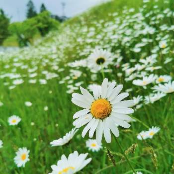 岩手県の画像 by EMMAさん | フランスギクと花のある暮らしと岩手県と花の群生地フォトコン