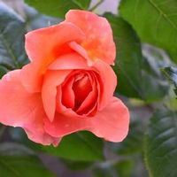 バラ＊イーハトーブの香,ばら バラ 薔薇,庭の花,花壇,GS映えの画像