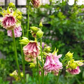 ペレニアルガーデンの画像 by cogihimeさん | 八重咲きオダマキ　ノラバローと花のある暮らしとペレニアルガーデンと宿根草の庭と旭川とノラバロー