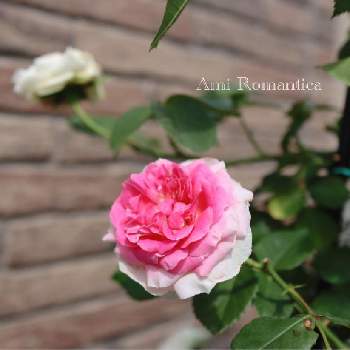 ピンク❤︎ピンクの画像 by ふらんそわーずさん | 小さな庭とばら バラ 薔薇とピンク❤︎ピンクとおうち園芸とばら大好きと花のある暮らし