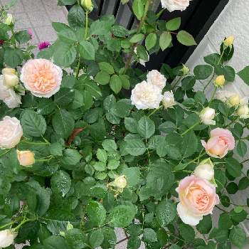 庭の花の画像 by がんままさん | 玄関とジュール　ヴェルヌと花スタグラムと鉢植えガーデンと庭の花とガーデニングと薔薇♪とロザリアン