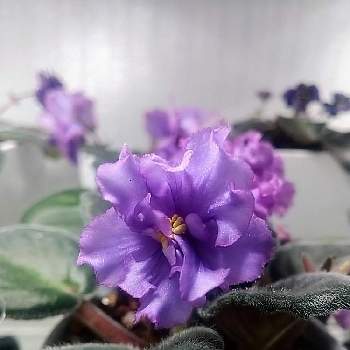 今日のお花の画像 by 慶子さん | 部屋と セントポーリア  と今日の一枚と今日のお花と花のある暮らしとセントポーリア♡とお花好きとお花好きの人と繋がりたいと紫の花と花が好き