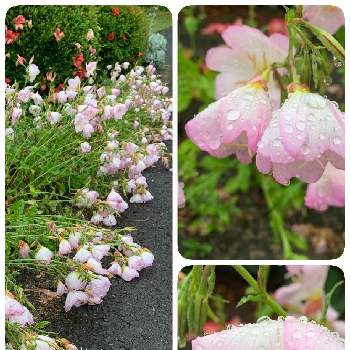 ヒルザキツキミソウの画像 by 八重桜が咲く頃さん | 広い庭とヒルザキツキミソウとピンクの花と昨日より今日、今日より明日