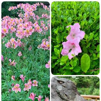 ピンクの花の画像 by 八重桜が咲く頃さん | 広い庭とさつきとコケとアルストロメリアと苔 (コケ)とピンクの花とちっちゃいものクラブと昨日より今日、今日より明日とモフモフ