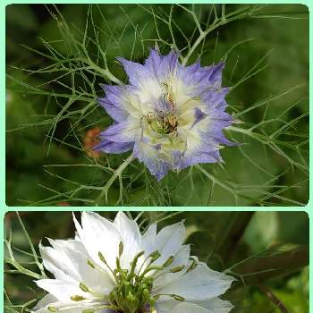 かわいいの画像 by michiさん | 小さな庭とニゲラと癒やしと小さな花壇と白いお花とミッチの会とかわいいと紫のお花