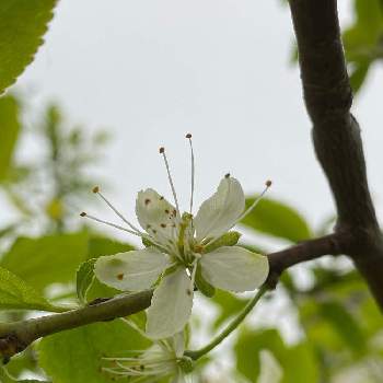 プルーンの花の投稿画像一覧 Greensnap グリーンスナップ