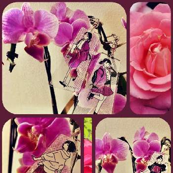 バラ,胡蝶蘭,お散歩ちゃんキーホルダー,部屋の画像
