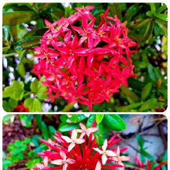 沖縄の画像 by gtyさん | 小さな庭とサンタンカと観葉植物とSDGsと沖縄とガーデニングと生垣と四季の花