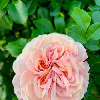 かわいいの画像 by るうさん | 小さな庭と薔薇　ガーデンオブローゼスとお気に入りと優雅と花いろいろとガーデニングとかわいいと緑のある生活と小さなお庭とバラ　ガーデンオブローゼス