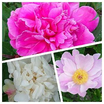 ピンクの花の画像 by こてきちさん | 小さな庭と芍薬とピンクの花とがんばれ♡と元気⤴️と朝日を浴びてとmy litle gardenとこて庭と会員番号No.236と白い花