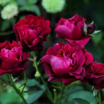 植物男子の画像 by marrieさん | 小さな庭とオデュッセイアとmarrieバラとばら バラ 薔薇と植物男子とロサオリエンティスとバラを楽しむ