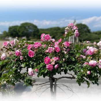 スタンダード仕立てバラの投稿画像一覧 Greensnap グリーンスナップ