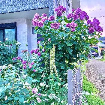 白い花の画像 by れいちるさん | 小さな庭とデルフィニウムとオルレアとカインダブルーとラピスラズリとベルサイユのばら オスカルフランソワとバーベナとバーバスカム ウェディングキャンドルとブラックレースフラワーとお気に入りと私の癒しと私の宝物～❤と平和を願う☆と毎年咲くと小さな小さな庭と花のある暮らしと白い花と紫の花と念願の♡と紫の薔薇
