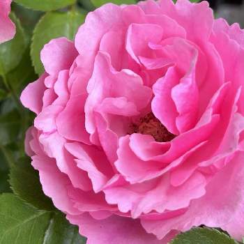 GS映えの画像 by おふくさん | 小さな庭とレオナルド・ダ・ビンチとGS映えとおうち園芸と植中毒と宿根とガーデニングと花のある暮らしとロザリアンとバラを楽しむと咲いた！