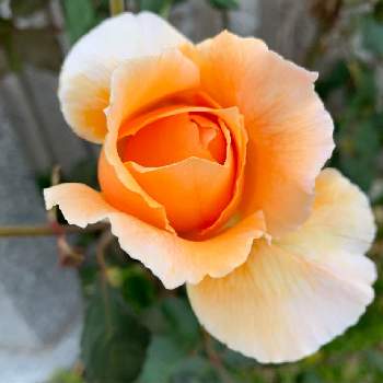 いい香りの画像 by hanamoさん | バラとばら バラ 薔薇と花壇と職場といい香りとガーデニングと花のある暮らしとオレンジと地植え