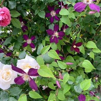 クレマチスミケリテの投稿画像一覧 Greensnap グリーンスナップ