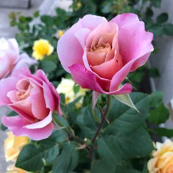 ディスタントドラムスの画像 by yuiさん | 小さな庭とゴールドバニーとラ・ドルチェ・ヴィータとディスタントドラムスとガーデニングとバラ 鉢植えとばら バラ 薔薇