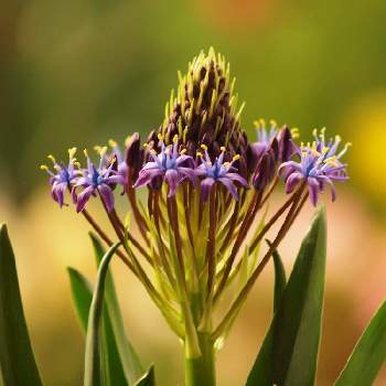 シラー・ペルビアナの画像 by たまちゃんさん | 小さな庭とシラー・ペルビアナとシラーと花の15年組とガーデニングと花のある暮らしと球根植物と紫の花