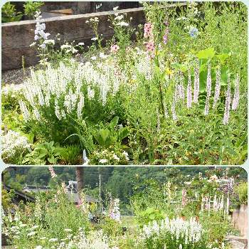 マイガーデンの画像 by naokichiさん | 広い庭とマイガーデンとイングリッシュガーデンと宿根草♪とガーデニングと花のある暮らしと庭の宿根草
