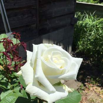 白い花の画像 by くまさん | おうち園芸とバラ 鉢植えと嬉しい♡と花のある暮らしと白い花