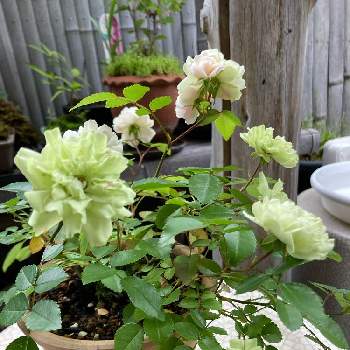 ミニバラ・グリーンアイスの画像 by ぴーちゃん305さん | 小さな庭とミニバラ・グリーンアイスとおうち園芸