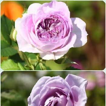 マイガーデンの画像 by naokichiさん | 広い庭とばら バラ 薔薇とマイガーデンとガーデニングと花のある暮らしと薔薇♪とバラ・ミニバラとバラを楽しむ