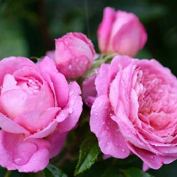 バラが好きの画像 by ボヤージュさん | 小さな庭とフラゴナールと薔薇に魅せられてとバラ大好きとバラのある暮らしとデルバールとバラが好きとばら 薔薇 バラ