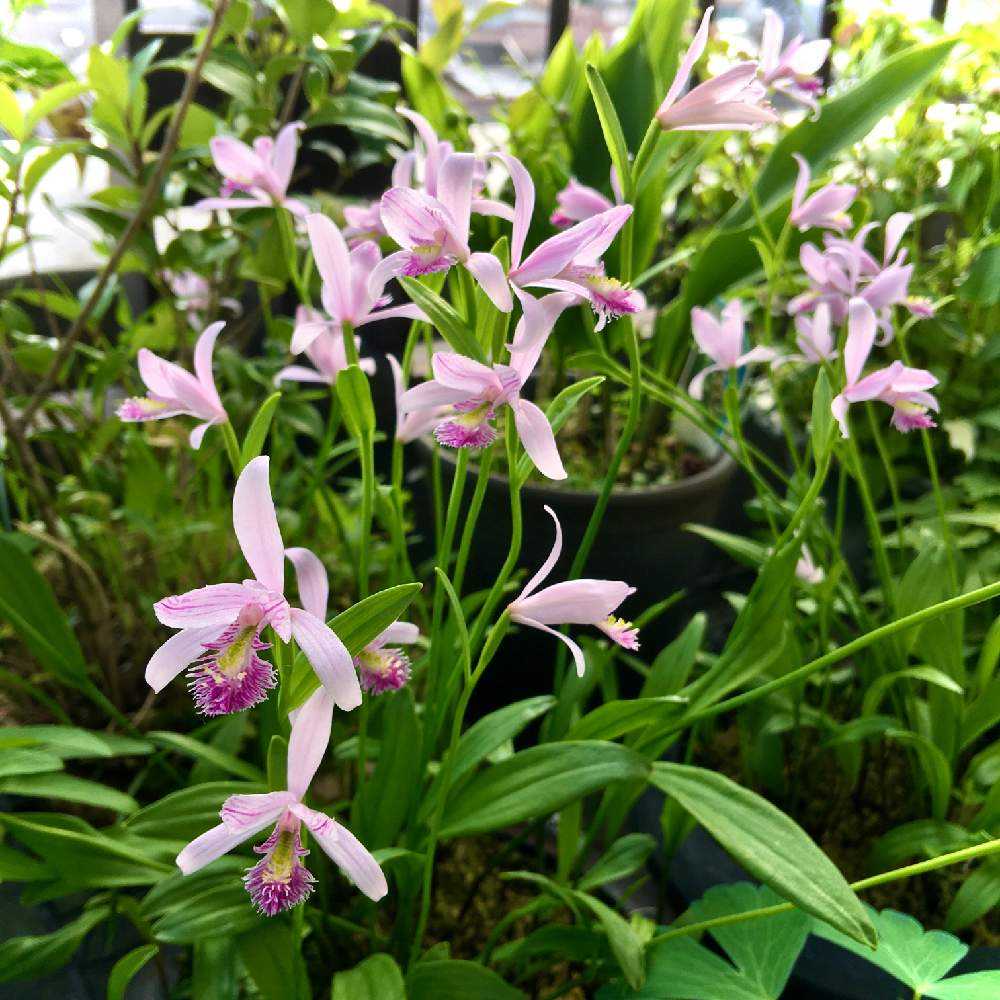 日本トキソウを育てています☺️｜🍀GreenSnap（グリーンスナップ）