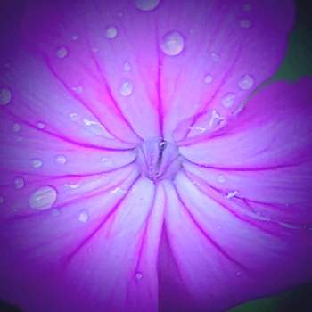 ピンクの花の画像 by 秋草さん | 広い庭とフランネルソウと我が庭の野草たちとフランネルソウ✽とグリーンアクセサリー♪とピンクの花とピンクワールドへ ようこそと雫・雨粒✽
