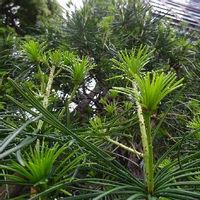 コウヤマキ 高野槙 の育て方 植え付け時期は 剪定や挿し木の方法は Greensnap グリーンスナップ