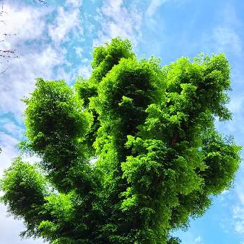 メタセコイアの画像 by けいこさん | メタセコイアと私の好きな樹♡