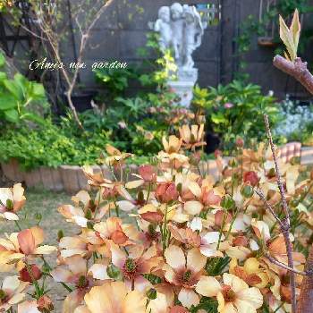 嬉しいな♡の画像 by ANYさん | 小さな庭と庭の風景と嬉しいな♡と癒しとおきにいり ♡とラナンキュラス・ラックスと頑張ってとラナンキュラスラックス・ウラノスと花のある暮らしとラナンキュラスラックスの花と『秋植え球根2022』フォトコンテストとお庭作り